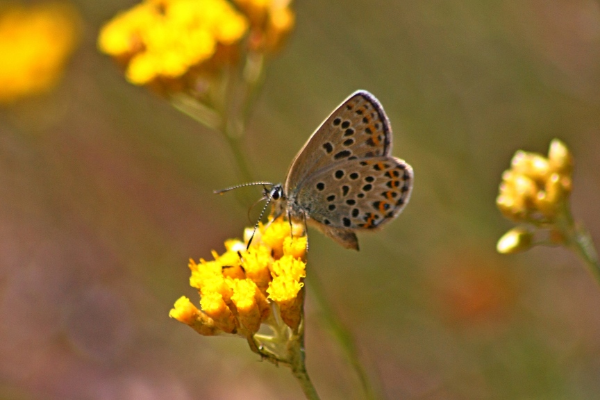 licenide autoctono elbano: lycaeides villai